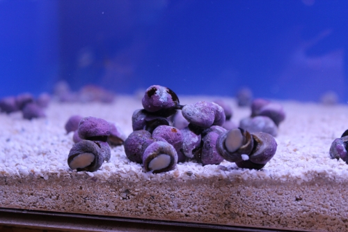  Margarites pupillus (Margarita Snail, Pearl Snail)